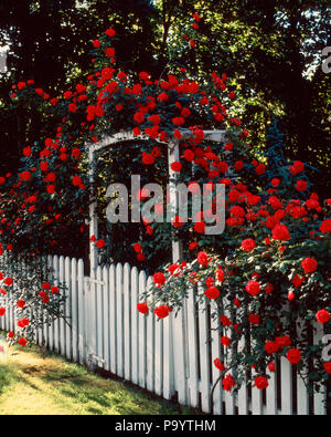 ROSES ROUGES SUR ARBOR DE CLÔTURE BLANCHE - KF001 SEB23412 ANCIENNE HARS Banque D'Images