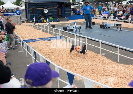 Un cochon s'exécutant dans un cochon course après sautant par-dessus un obstacle, à la foire du comté de Lane à Eugene, Oregon, USA. Banque D'Images