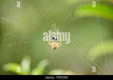 Une guêpe capturée, étant couverts par un web de soie d'araignée Araneus diadematus (jardin) Banque D'Images