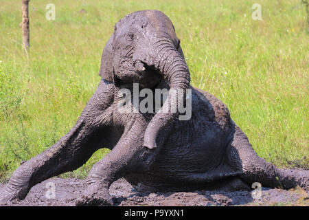 Les jeunes de prendre un bain de boue de l'éléphant Banque D'Images