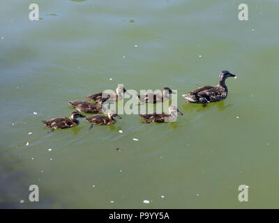 Mère canard avec six canetons. Banque D'Images