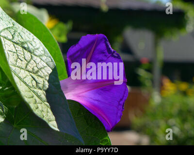 fleur pourpre bleu intense. Banque D'Images