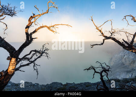 Les arbres morts et de fumée sur le lac Kawah Ijen, célèbre destination voyage volcanique et une attraction touristique en Indonésie Banque D'Images