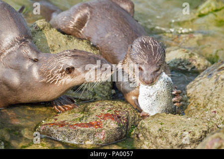 Bon, les frères et sœurs de la loutre de mer se nourrissent de bass, Singapour Banque D'Images