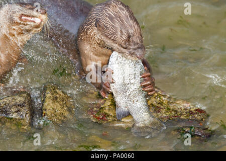 Bon, les frères et sœurs de la loutre de mer se nourrissent de bass, Singapour Banque D'Images