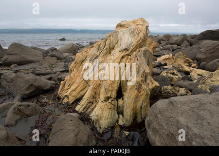 Le bois pétrifié, dépôt de 25 millions d'années, l'île de l'AGNU, Alaska Banque D'Images