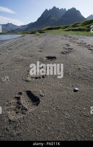 Traces d'ours brun sur une plage au Kamtchatka Banque D'Images