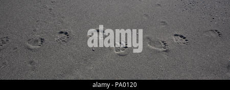 Traces d'ours brun sur une plage au Kamtchatka Banque D'Images