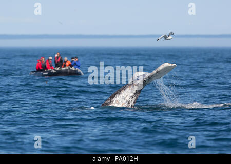 L'observation des baleines grises au large de la côte du Kamtchatka, en Russie (Eschrichtius robustus) Banque D'Images