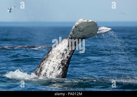 L'observation des baleines grises au large de la côte du Kamtchatka, en Russie (Eschrichtius robustus) Banque D'Images