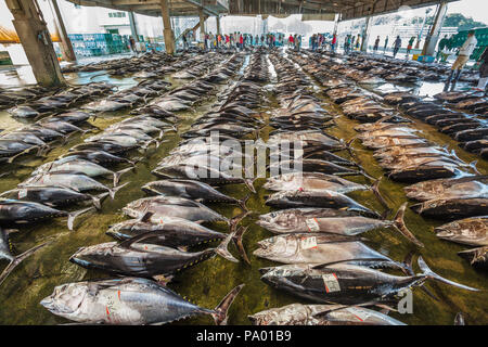 Pèlerinage de Kumano kodo. Marché aux poissons. Du thon. Port de pêche. Katsuura. Nakahechi itinéraire. La préfecture de Wakayama. Région du Kansai. Le Japon. L'UNESCO Banque D'Images