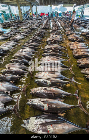 Pèlerinage de Kumano kodo. Marché aux poissons. Du thon. Port de pêche. Katsuura. Nakahechi itinéraire. La préfecture de Wakayama. Région du Kansai. Le Japon. L'UNESCO Banque D'Images