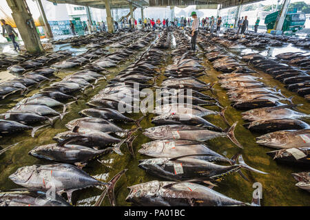 Pèlerinage de Kumano kodo. Marché aux poissons. Du thon. Port de pêche. Katsuura. Nakahechi itinéraire. La préfecture de Wakayama. Région du Kansai. Le Japon. L'UNESCO Banque D'Images