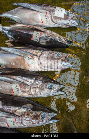 Pèlerinage de Kumano kodo. Marché aux poissons. Du thon. Port de pêche. Katsuura. Nakahechi itinéraire. La préfecture de Wakayama. Région du Kansai. Le Japon. L'UNESCO Banque D'Images