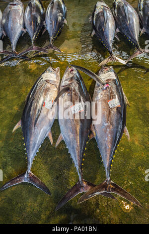 Pèlerinage de Kumano kodo. Marché aux poissons. Du thon. Port de pêche. Katsuura. Nakahechi itinéraire. La préfecture de Wakayama. Région du Kansai. Le Japon. L'UNESCO Banque D'Images