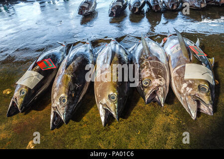 Pèlerinage de Kumano kodo. Marché aux poissons. Du thon. Port de pêche. Katsuura. Nakahechi itinéraire. La préfecture de Wakayama. Région du Kansai. Le Japon. L'UNESCO Banque D'Images