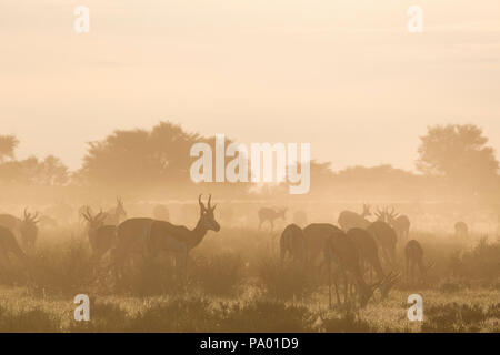 Le Springbok (Antidorcas marsupialis) troupeau, Kgalagadi Transfrontier Park, Afrique du Sud, Banque D'Images