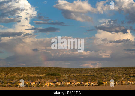 Le Springbok (Antidorcas marsupialis) troupeau, Kgalagadi Transfrontier Park, Afrique du Sud, Banque D'Images