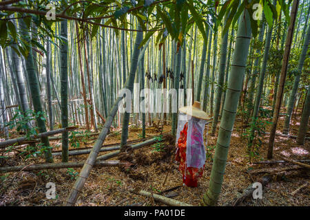 Pèlerinage de Kumano kodo. Daimon-zaka slope. Bambous. La préfecture de Wakayama. La péninsule de Kii. Région du Kansai. L'île de Honshü . L'UNESCO . Le Japon Banque D'Images