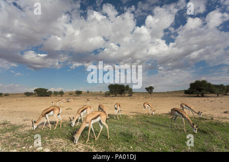 Le Springbok (Antidorcas marsupialis) troupeau, Kgalagadi Transfrontier Park, Afrique du Sud, Banque D'Images