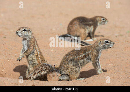 Les écureuils terrestres (Ha83 inauris), Kgalagadi Transfrontier Park, Northern Cape, Afrique du Sud Banque D'Images