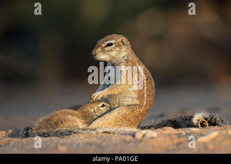 Les écureuils terrestres (Ha83 inauris) suckling, Kgalagadi Transfrontier Park, Northern Cape, Afrique du Sud Banque D'Images