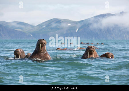 Morse du Pacifique (Odobenus rosmarus divergens), Kamchatka, Russie Banque D'Images