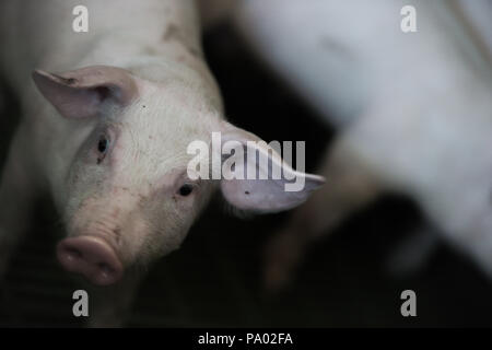 Les porcs domestiques. Les porcs dans une ferme dans le village, France Banque D'Images