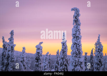 Paysage couvert de neige dans le Parc National de Pallas-Yllästunturi à Muonio, Laponie, Finlande Banque D'Images