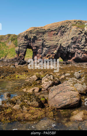 Elephant Rock, au nord de Lunan Bay, près de la ville de Montrose, Angus, Scotland. Banque D'Images