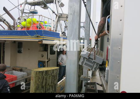 Un petit bateau de pêche vient d'amarré au port de Alma et livré ses prises de homard frais dans un camion de livraison ; d'une mer à l'assiette. Banque D'Images