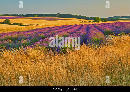 Snowshill dans les Cotswolds et les champs de lavande dans le paysage un soir d'été. Banque D'Images