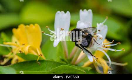 Un coup d'un buff bacro-tailed bumblebee la collecte du pollen d'une fleur de chèvrefeuille. Banque D'Images