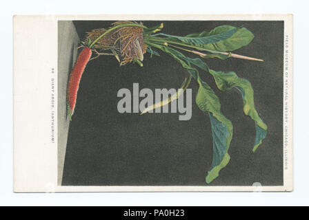 711 Aracées géant (Anthurium), Field Museum of Natural History, Chicago, Illinois (NYPL b12647398-79265) Banque D'Images