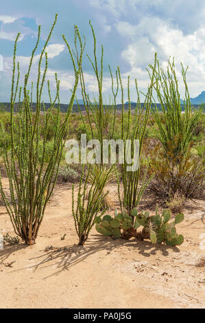 La société des plantes dans le parc national Big Bend Banque D'Images