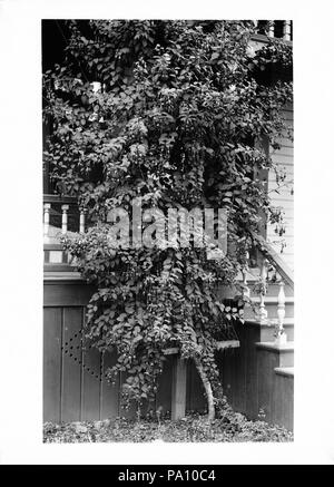 682 Fuchsia plante poussant devant une maison, ca.1920 (SCH-2754) Banque D'Images
