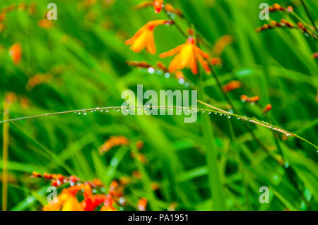 Ardara, comté de Donegal, Irlande la météo. 20 juillet 2018. Gouttes de s'accrocher à la floraison des plantes sauvages Montbretia, dans Fealeastram irlandais dearg, un jour de pluie sur la côte nord-ouest. Crédit : Richard Wayman/Alamy Live News Banque D'Images