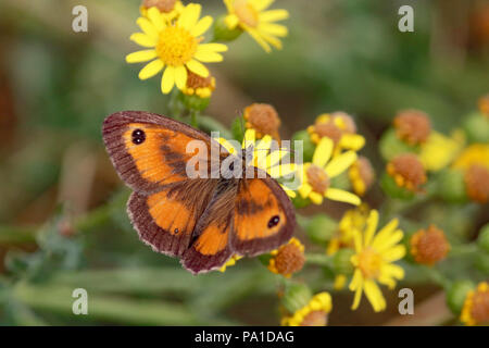 Richmond Park, London UK. 20 juillet 2018. Le premier jour du grand nombre de papillons avec de nombreux papillons Pyronia tithonus Gatekeeper (couverture ou Brown) repéré sur les fleurs à Richmond Park, au sud ouest de Londres. Le compte est sur du 20 juillet au 12 août. Credit : Julia Gavin/Alamy Live News Banque D'Images