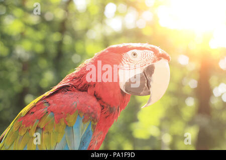 Close up. macaw parrot sur fond flou de la jungle Banque D'Images