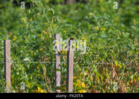 Wild Scaly-breasted Munia aussi connu que la muscade Mannikin (Lonchura punctulata) ou d'épices finch dans un champ dans le sud de la Californie Irvine USA Banque D'Images