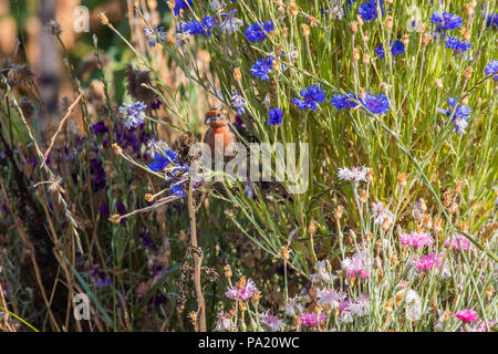 Le Roselin familier (Haemorhous mexicanus) est un oiseau de la famille des Fringillidae. Vu ici dans un massif de fleurs sauvages sur une route du sud de la Californie. Banque D'Images