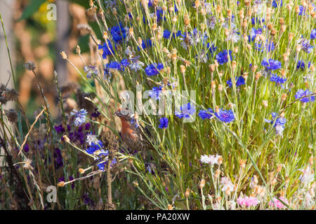 Le Roselin familier (Haemorhous mexicanus) est un oiseau de la famille des Fringillidae. Vu ici dans un massif de fleurs sauvages sur une route du sud de la Californie. Banque D'Images