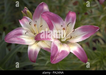 Deux fleurs de lys rose et blanc Banque D'Images