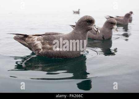 Les Fulmars boréaux assis sur une mer calme dans le brouillard Banque D'Images