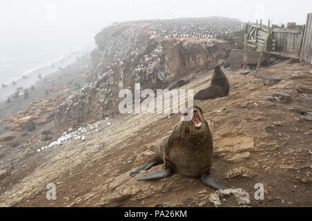 Otarie à fourrure du Nord (Callorhinus ursinus) en face de colonie et bâtiments abandonnés envahis de la faune Banque D'Images