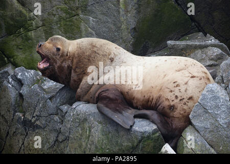 Lion de mer de Steller, la mer d'Okhotsk Banque D'Images