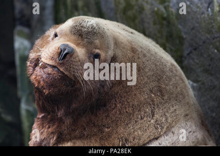 Lion de mer de Steller, la mer d'Okhotsk Banque D'Images