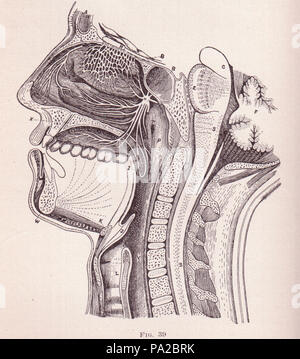 358 Coupe transversale d'un visage Banque D'Images