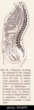 214 page 77 Les organes de la cavité du corps Banque D'Images