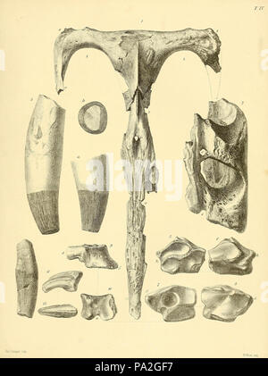 Une monographie sur l'Reptilia fossile du Crétacé formations Banque D'Images